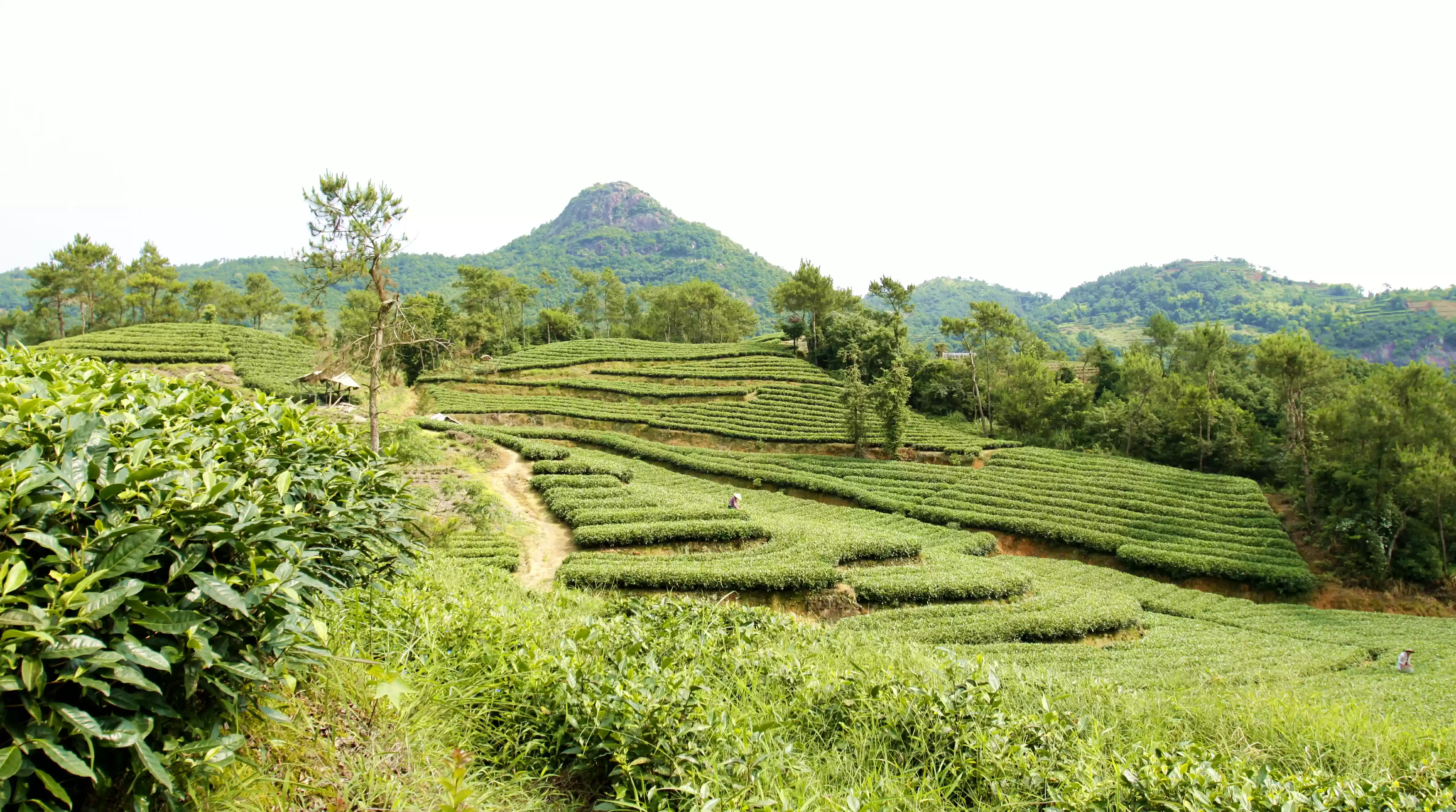 清香月茶业